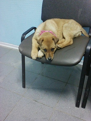 Дом для Василисы