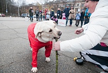 Мохнатые старты 